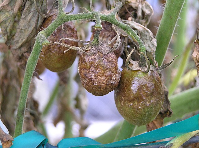 mildiu en tomateras